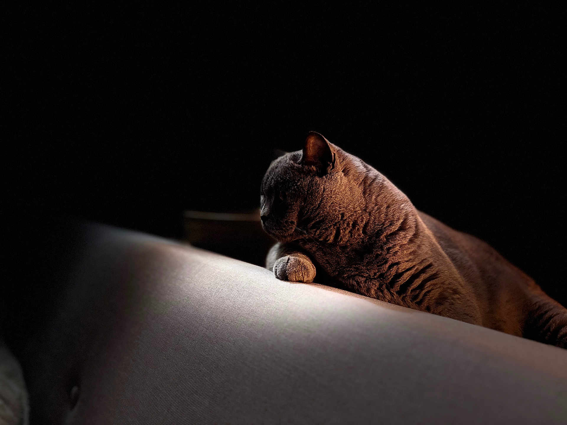 Tycha participe au concours pour gagner de l'argent avec cette photo : cat, animal, feline, pet, couch, furniture, indoor, resting, relaxing, fur, soft_light, shadow, dark_background, closeup, portrait, whiskers, paw, quiet, cozy, calm