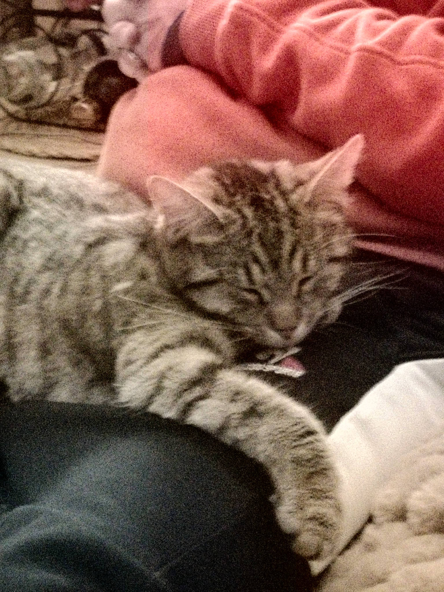 Nutella a rejoint le concours — aidez-le/la à gagner de superbes lots ! carnivore, cat, cat_bed, claw, comfort, domestic_short_haired_cat, felidae, fur, grey, linens, nap, paw, sleep, small_to_medium_sized_cats, snout, tail, terrestrial_animal, whiskers