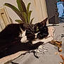 abyssinian, animal, blackcat, cat, couch, flower, furniture, hardwood, jar, kitten, leaf, manx, pet, plant, planter, plywood, pottedplant, pottery, vase, wood