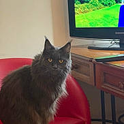 Jacqueline Robb is registered to the contest to win money with this photo: cat, gray_cat, fluffy, yellow_eyes, red_chair, indoor, furniture, television, remote_control, wooden_table, pet, animal, sitting, looking_at_camera, cozy, living_room, domestic, feline, household, portrait