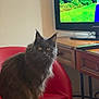 cat, gray_cat, fluffy, yellow_eyes, red_chair, indoor, furniture, television, remote_control, wooden_table, pet, animal, sitting, looking_at_camera, cozy, living_room, domestic, feline, household, portrait