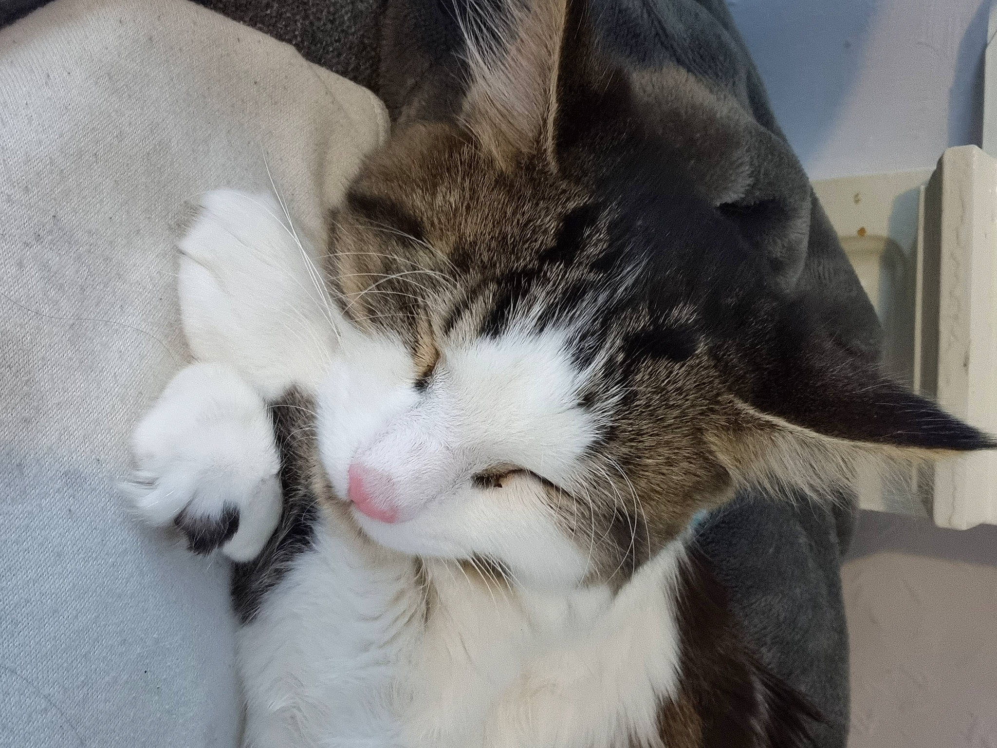 Dobby is registered to the contest to win money with this photo: carnivore, cat, claw, comfort, domestic_short_haired_cat, felidae, foot, fur, nap, paw, small_to_medium_sized_cats, snout, tail, terrestrial_animal, whiskers, window