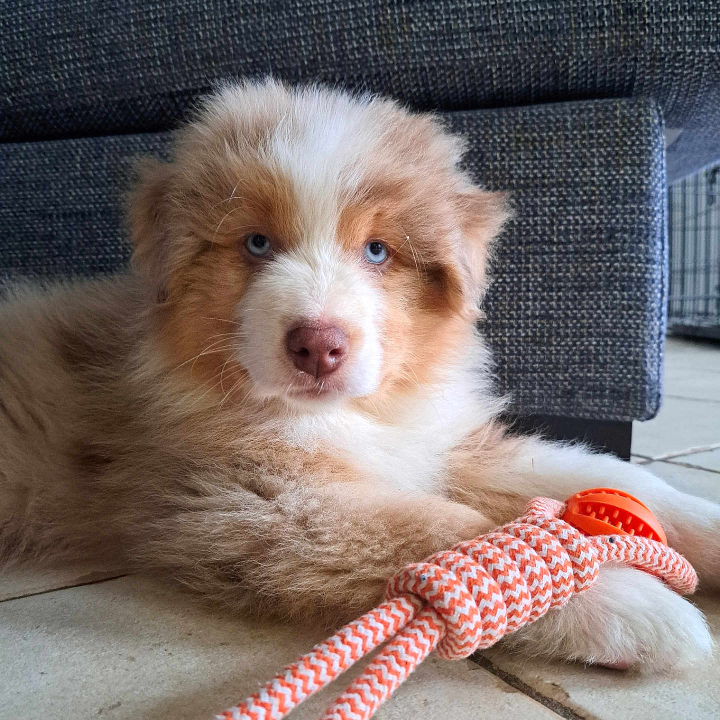Abyss a rejoint le concours — aidez-le/la à gagner de superbes lots ! puppy, dog, blue_eyes, rope_toy, floor, sofa, indoor, pet, young_dog, cute, fluffy, relaxed, playful, animal, canine, domestic_animal, fur, paw, nose, resting