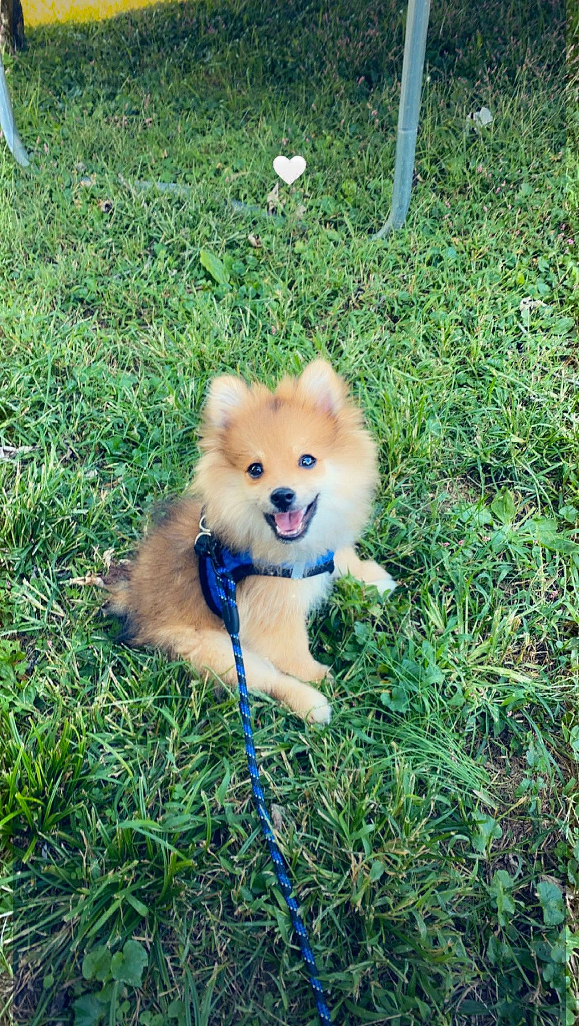 Leo joined the competition — help win amazing prizes! ancient_dog_breeds, canidae, carnivore, companion_dog, dog, dog_breed, dog_supply, fawn, fur, german_spitz, german_spitz_klein, german_spitz_mittel, grass, pomeranian, snout, spitz, sporting_group, toy_dog, volpino_italiano, working_animal