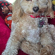 Miss K joined the competition — help win amazing prizes! animal, blanket, close_up, collar, companion, cream_colored, cute, cute_pet, dog, domestic_animal, fluffy, fur, indoor, pet, red, relaxed, tag, toy, vehicle_interior, window