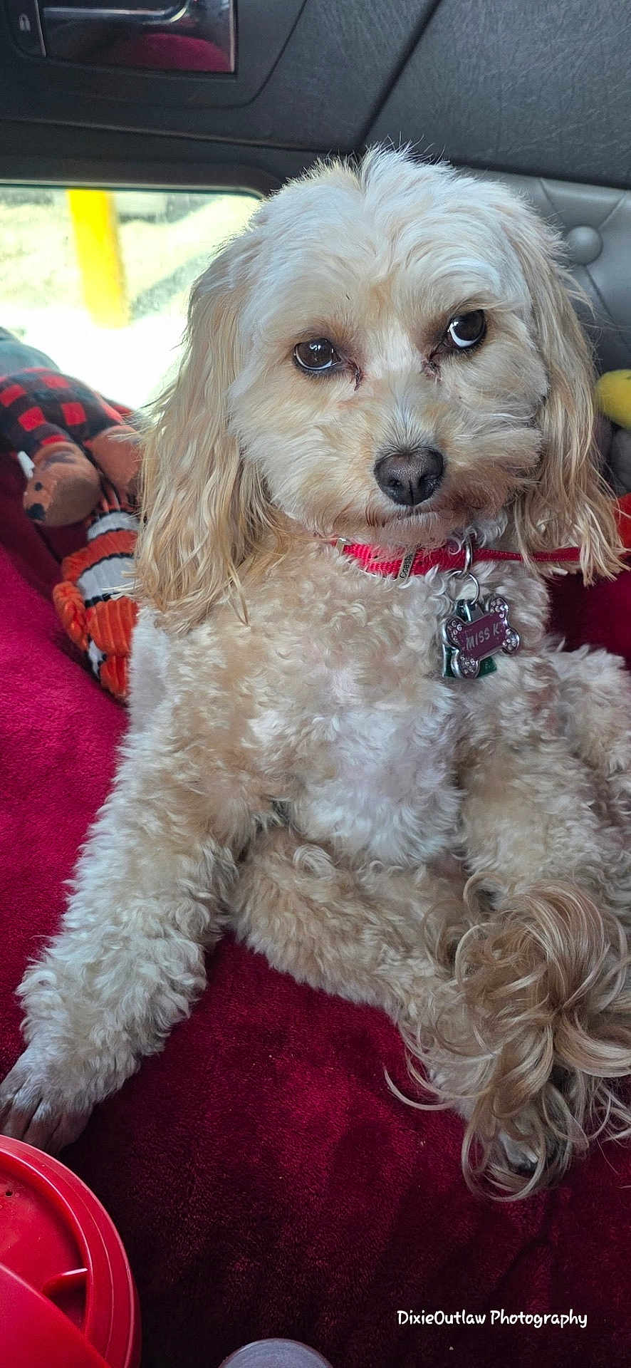 Miss K joined the competition — help win amazing prizes! animal, blanket, close_up, collar, companion, cream_colored, cute, cute_pet, dog, domestic_animal, fluffy, fur, indoor, pet, red, relaxed, tag, toy, vehicle_interior, window