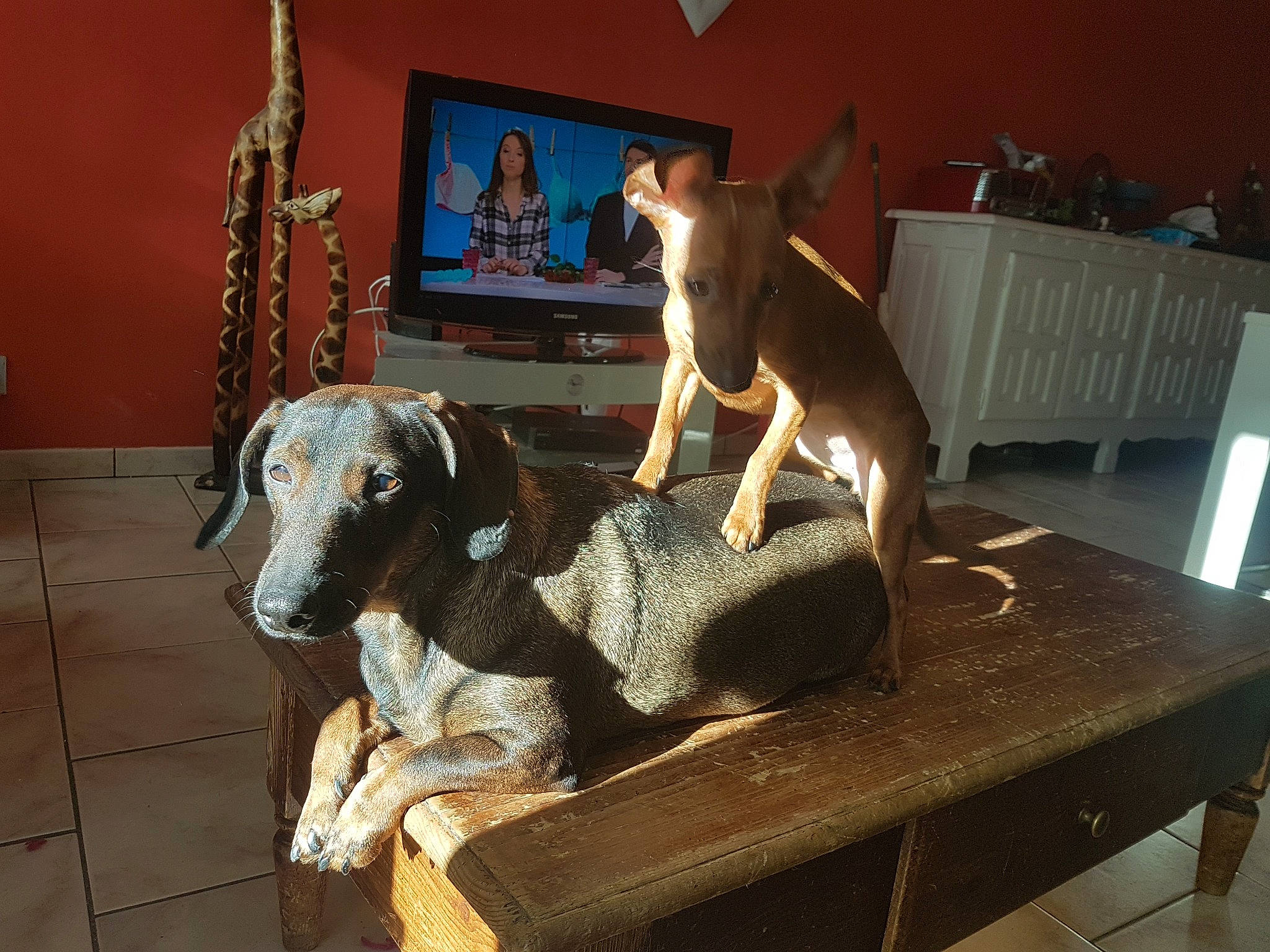 Choupy Et Praline a rejoint le concours — aidez-le/la à gagner de superbes lots ! art, canidae, carnivore, chair, companion_dog, desk, dog, dog_breed, fawn, flooring, furniture, picture_frame, sculpture, sporting_group, statue, table, toy_dog, visual_arts, wood, working_animal