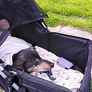 Oscar joined the competition — help win amazing prizes! animal, black, blanket, canine, case, closeup, comfort, daytime, dog, grass, leisure, outdoor, pet, purple, relaxing, resting, sidewalk, soft, stroller, wrapped