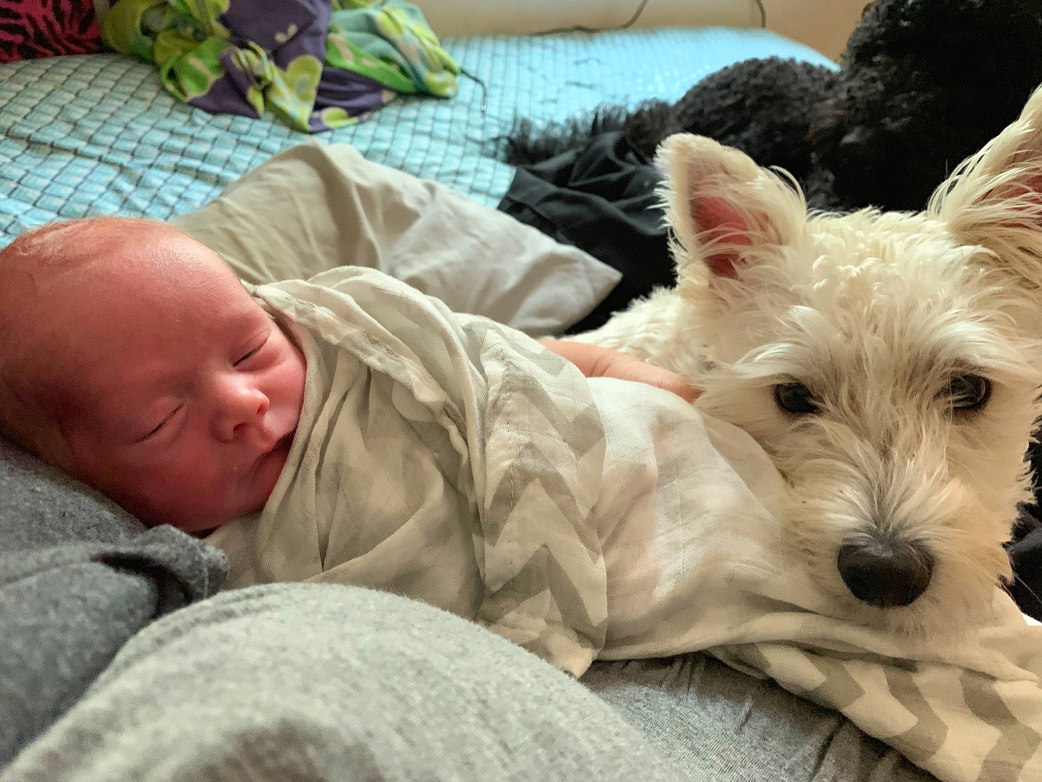 Milly joined the competition — help win amazing prizes! baby, canidae, carnivore, child, companion_dog, dog, dog_breed, ear, mammal, nap, person, puppy, puppy_love, schnoodle, small_terrier, terrier, vertebrate, west_highland_white_terrier