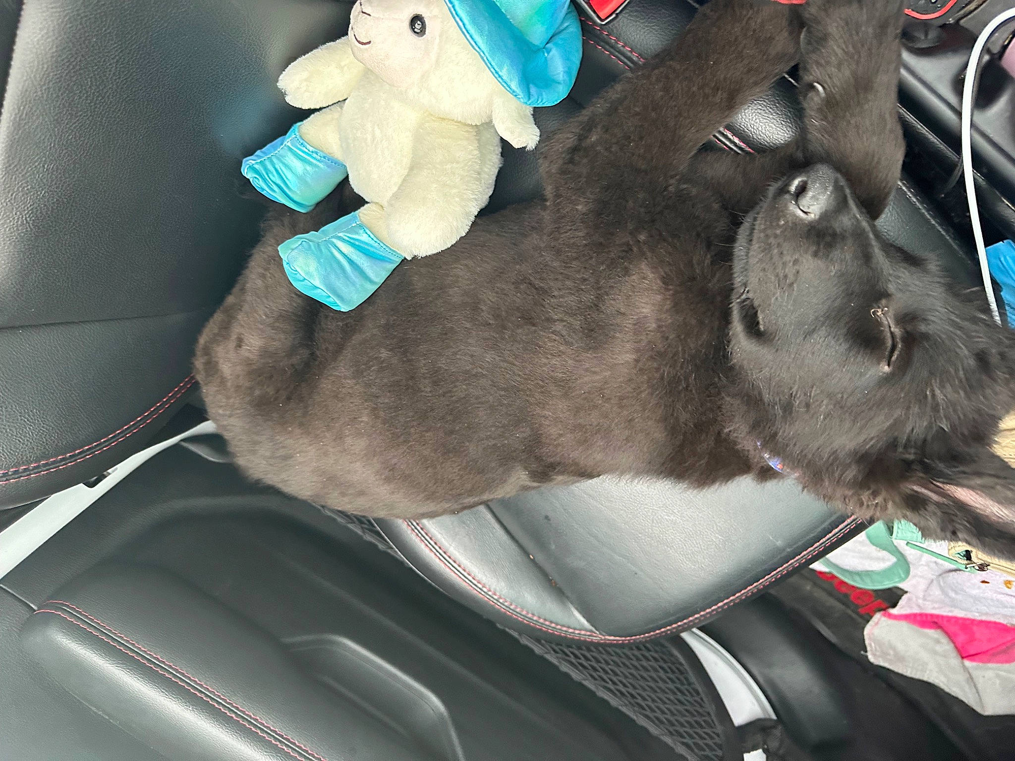 Grunt joined the competition — help win amazing prizes! auto_part, automotive_exterior, car, car_seat, carnivore, collar, companion_dog, dog, dog_breed, fawn, human_leg, motor_vehicle, personal_luxury_car, sporting_group, steering_wheel, tail, toy, vehicle, vehicle_door, windshield