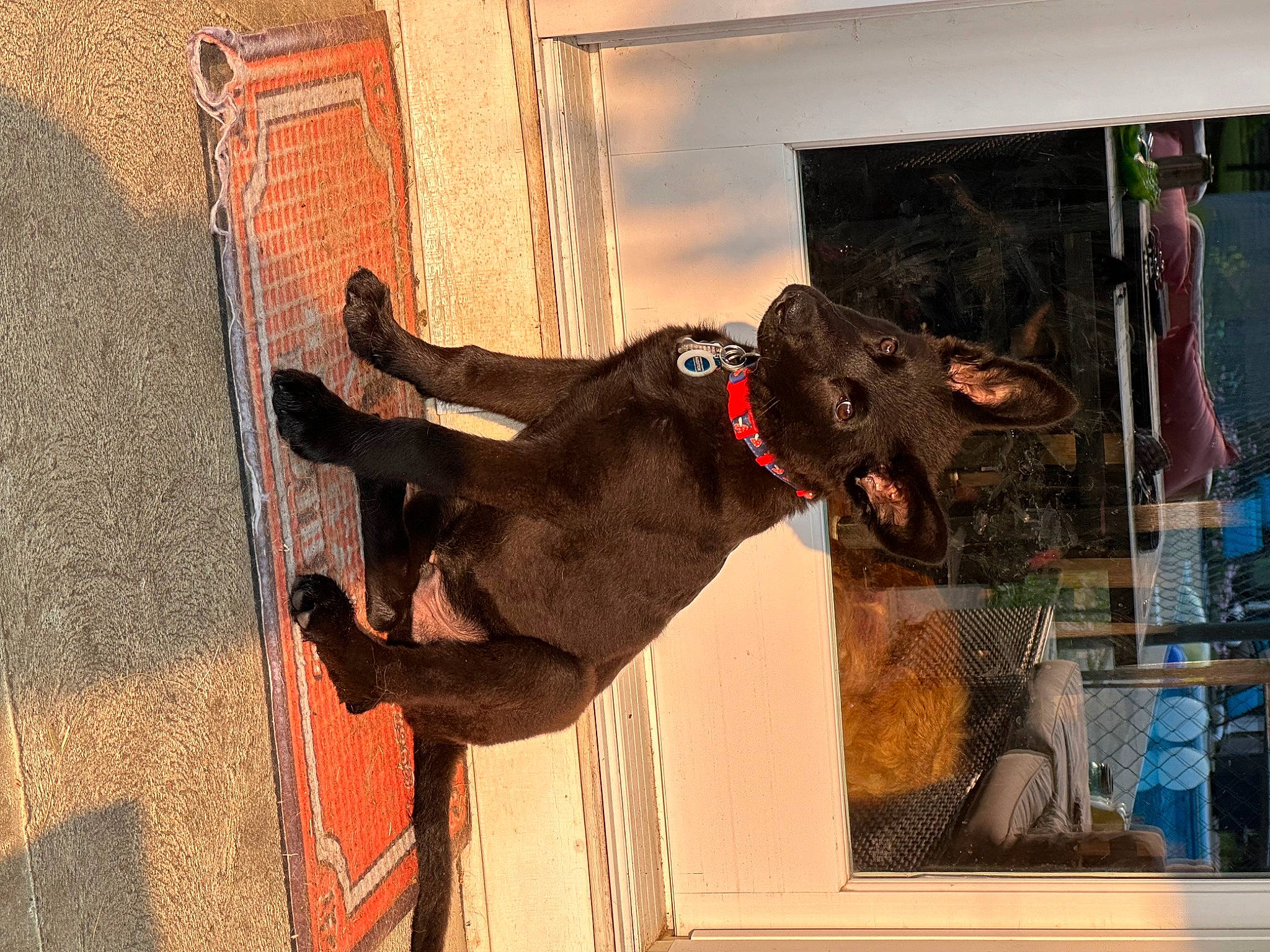 Grunt joined the competition — help win amazing prizes! art, canidae, carnivore, collar, dog, dog_breed, dog_collar, door, fawn, fur, guard_dog, hat, leash, liver, snout, sporting_group, tail, window, wood, working_animal