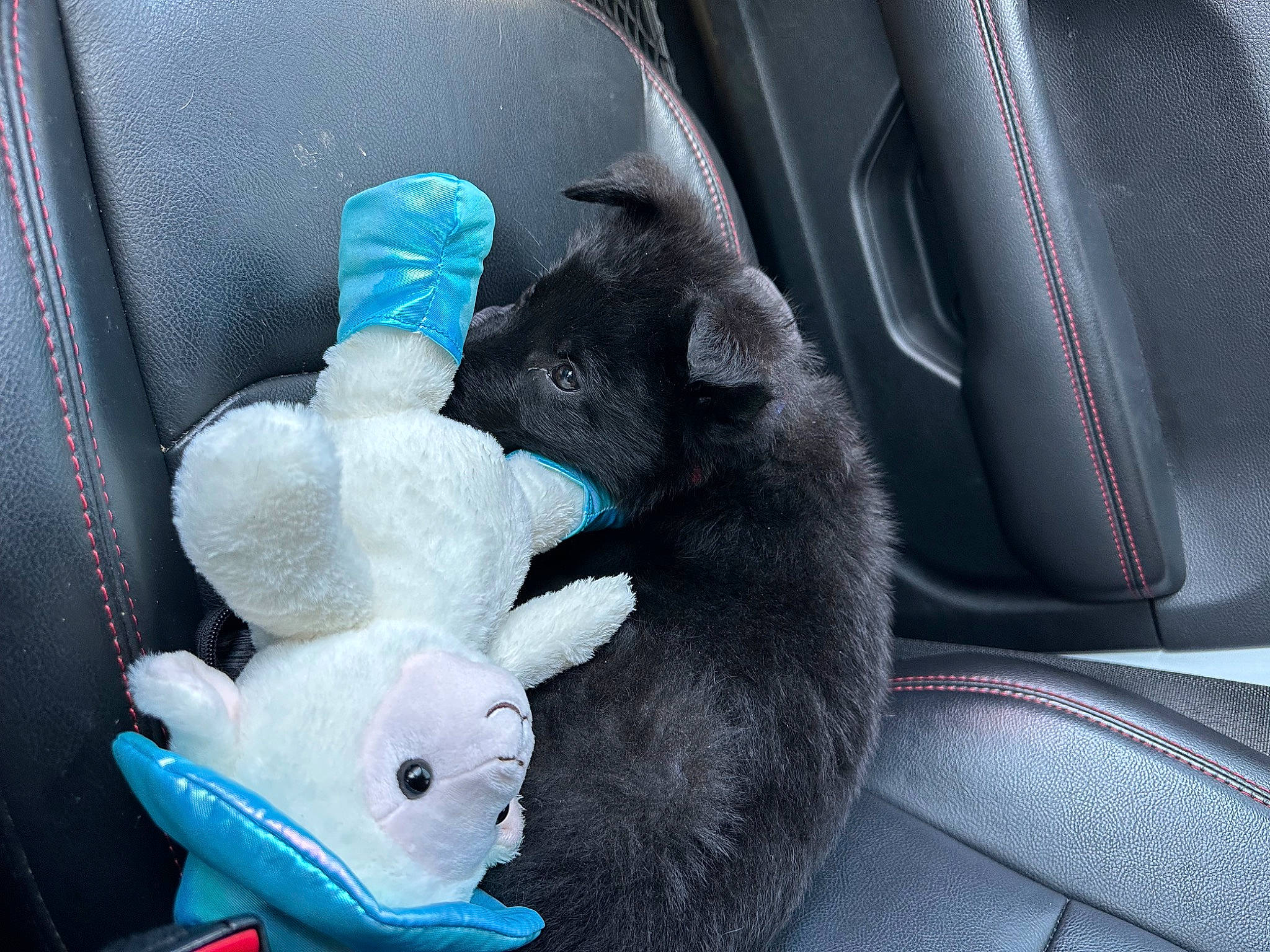 Grunt joined the competition — help win amazing prizes! auto_part, automotive_exterior, car, car_seat, car_seat_cover, comfort, electric_blue, family_car, fur, light, luxury_vehicle, motor_vehicle, personal_luxury_car, steering_wheel, stuffed_toy, toy, vehicle, vehicle_door, window, windshield