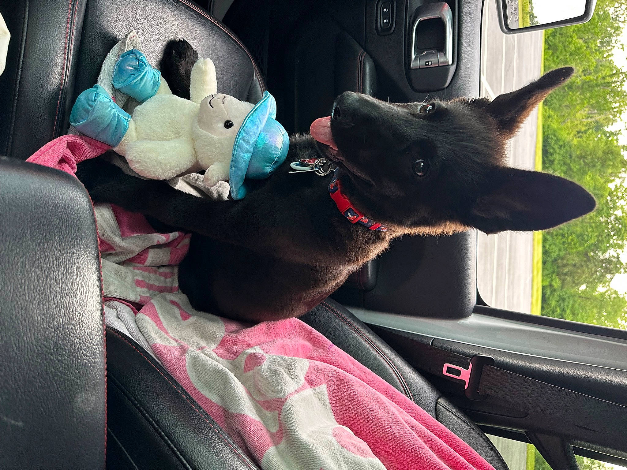 Grunt joined the competition — help win amazing prizes! auto_part, automotive_exterior, car, carnivore, comfort, companion_dog, dog, dog_breed, felidae, gesture, green, mammal, motor_vehicle, plant, small_to_medium_sized_cats, sporting_group, tree, vehicle, vehicle_door, window