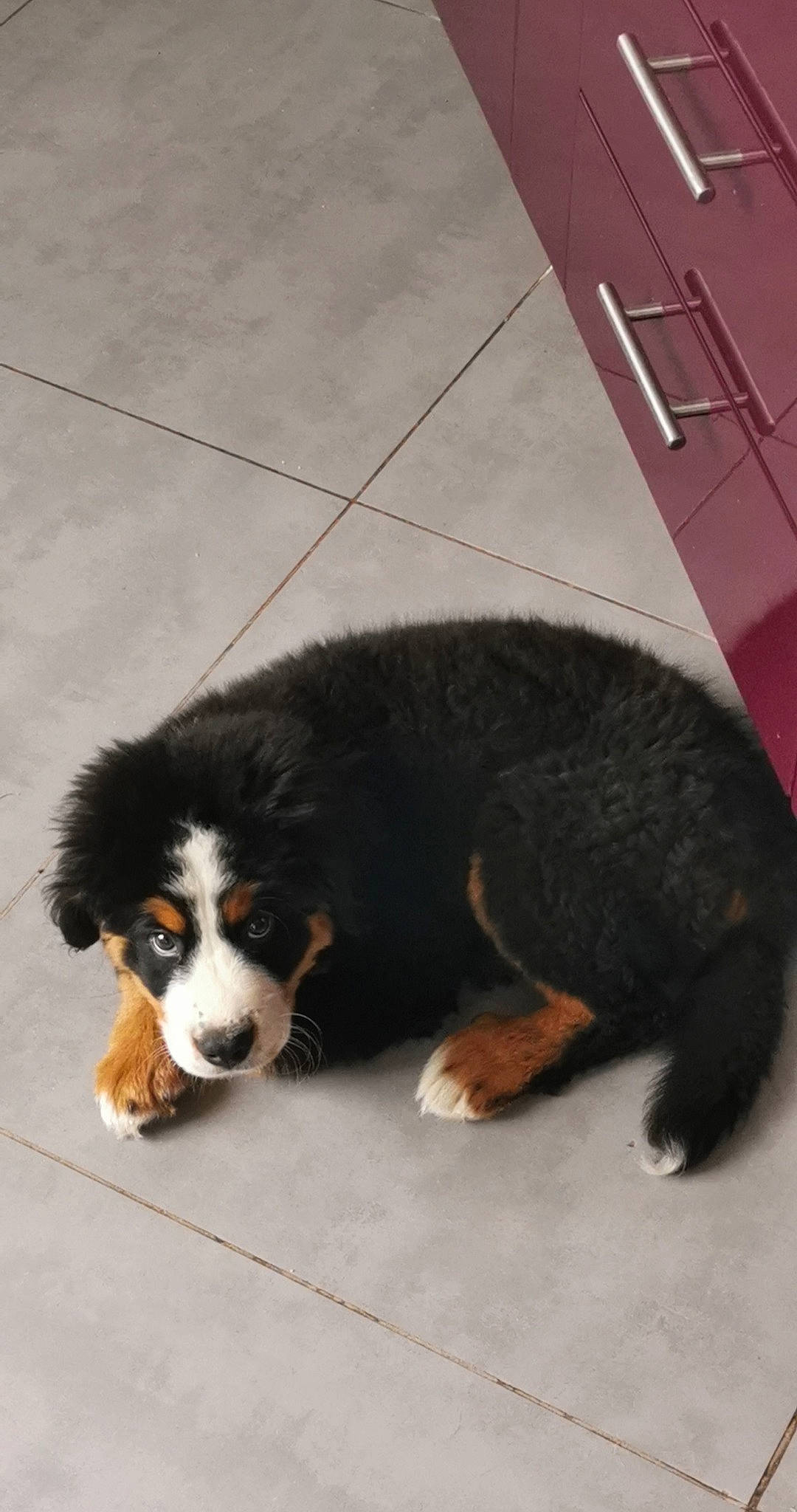 Ruben a rejoint le concours — aidez-le/la à gagner de superbes lots ! appenzeller_sennenhund, bernese_mountain_dog, canidae, carnivore, companion_dog, dog, dog_breed, english_shepherd, entlebucher_mountain_dog, greater_swiss_mountain_dog, mammal, puppy, snout, vertebrate, working_dog