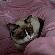 Bo joined the competition — help win amazing prizes! bed, bedroom, black_and_white, blanket, brown_fur, cat, closed_eyes, cozy, feline, home, indoors, pet, pink_blanket, pink_nose, relaxed, sleeping, sleepy, snuggling, soft_fabric, television