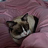 cat, sleeping, sleepy, blanket, pink_blanket, bed, bedroom, indoors, television, cozy, relaxed, pet, feline, black_and_white, brown_fur, pink_nose, closed_eyes, snuggling, soft_fabric, home