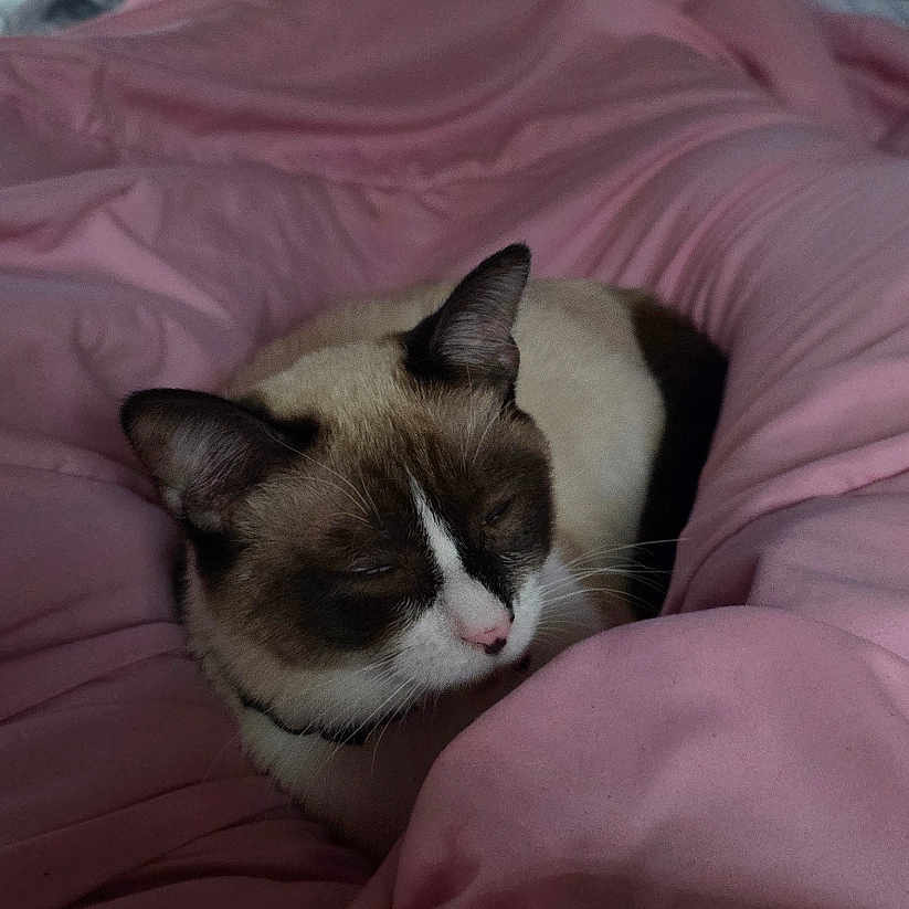 Bo