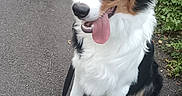 Tyraël participe au concours pour gagner de l'argent avec cette photo : dog, tricolor, blue_eyes, leash, pavement, greenery, outdoor, pet, canine, sitting, tongue_out, sidewalk, summer, nature, happy, animal, fur, ears, snout, companion