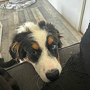 Tyraël participe au concours pour gagner de l'argent avec cette photo : puppy, dog, floor, blanket, napping, wooden_floor, indoor, curious, pet, furniture, black, white, brown, blue_eye, mixed_breed, resting, couch, house, cozy, animal