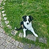 animal, black, brown, curious, daylight, dog, ears, grass, nature, outdoor, path, pet, puppy, sitting, stone, tail, tricolor, walkway, white, young