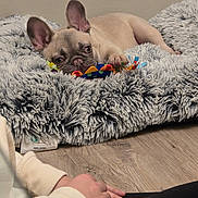 Zeus is registered to the contest to win money with this photo: french_bulldog, puppy, dog, pet_bed, toy, colorful, fluffy, gray, wooden_floor, person, hands, clasped_hands, resting, indoor, cozy, cute, animal, domestic, companion, relaxed