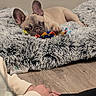 french_bulldog, puppy, dog, pet_bed, toy, colorful, fluffy, gray, wooden_floor, person, hands, clasped_hands, resting, indoor, cozy, cute, animal, domestic, companion, relaxed