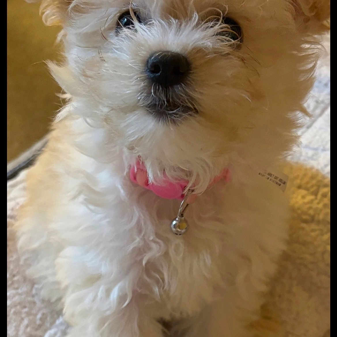 Sophie