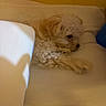 dog, puppy, sleeping, curled_up, fluffy, curly_fur, small_dog, white_dog, cream_colored, black_nose, bed, bedding, blanket, pillow, indoors, cozy, relaxed, resting, warm_lighting, pet