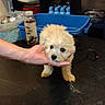 puppy, dog, fluffy, white_fur, small_dog, pet, animal, cute, black_eyes, black_nose, standing, hand, human_hand, indoor, table, storage_bins, shelves, bottles, household, portrait