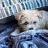 puppy, dog, white_dog, fluffy, curly_fur, small_dog, pet, animal, face, eyes, nose, blanket, couch, indoors, cozy, snuggled, portrait, close_up, soft_texture, cute