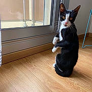 Bagheera participe au concours pour gagner de l'argent avec cette photo : cat, black_and_white, curious, indoor, wooden_floor, glass_door, natural_light, pet, animal, feline, sitting, bright_eyes, whiskers, ears, tail, floor, window, chair_leg, home, looking