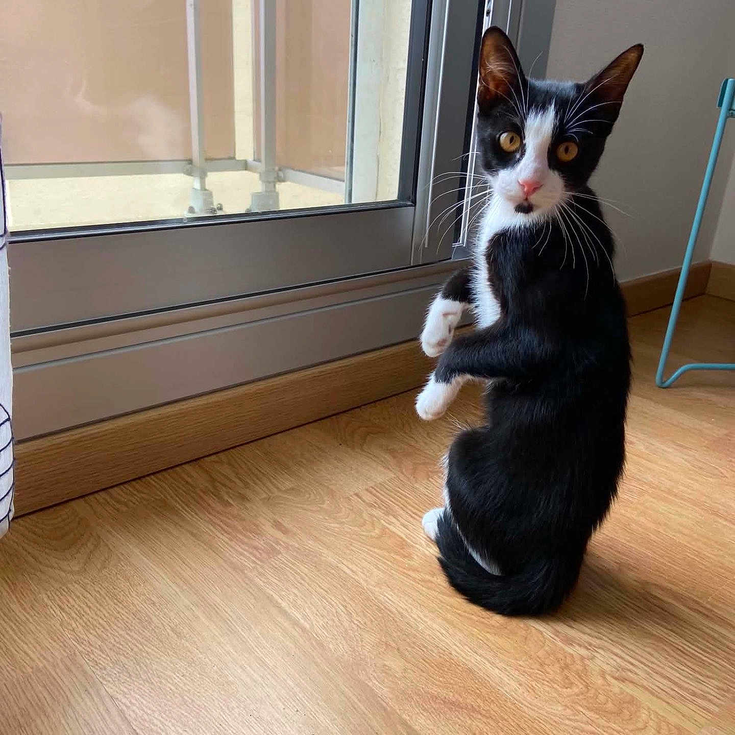Bagheera participe au concours pour gagner de l'argent avec cette photo : cat, black_and_white, curious, indoor, wooden_floor, glass_door, natural_light, pet, animal, feline, sitting, bright_eyes, whiskers, ears, tail, floor, window, chair_leg, home, looking