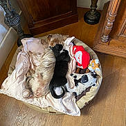 Bagheera a rejoint le concours — aidez-le/la à gagner de superbes lots ! animal, antique_furniture, black_and_white_cat, blanket, cat, companion, cozy, cute, dog, home, indoor, pet_bed, plush_toys, relaxing, resting, sleeping, small_dog, snuggling, toys, wooden_floor