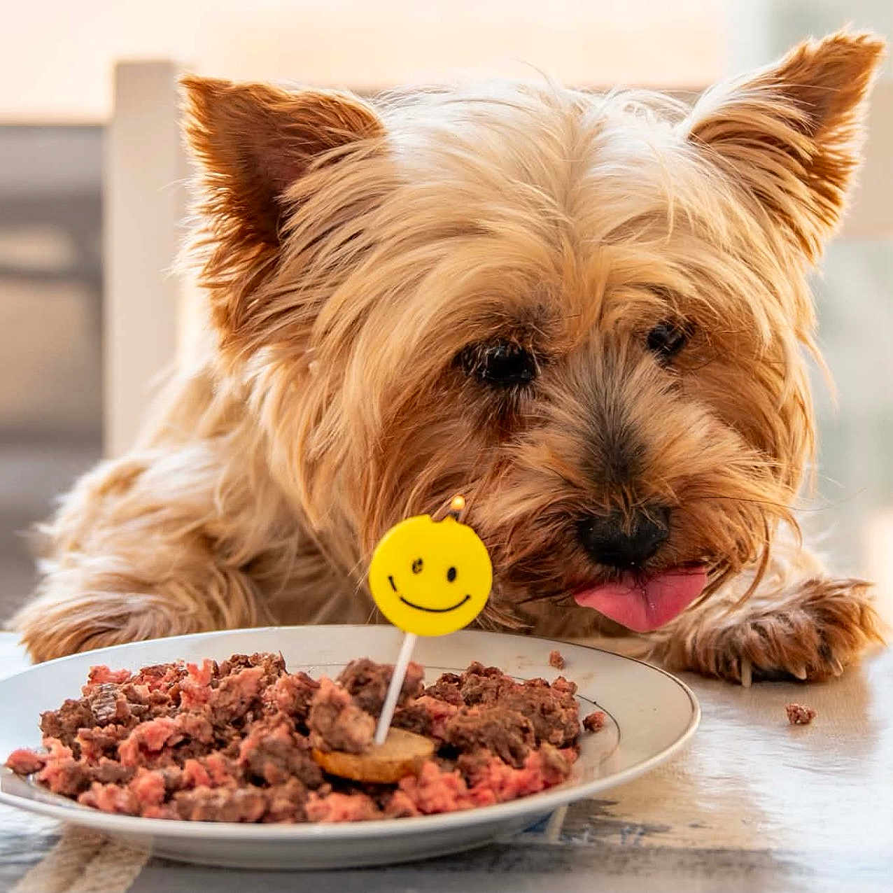 Hoiselle participe au concours pour gagner de l'argent avec cette photo : dog, pet, food, plate, table, tongue, smiley_face, indoor, fur, meal, minced_meat, cute, animal, brown, happy, toy, chair, closeup, domestic, tableware