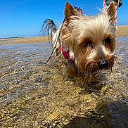 Hoiselle participe au concours pour gagner de l'argent avec cette photo : dog, small_dog, water, beach, shallow_water, sunny, outdoor, pet, animal, fur, wet, sand, leash, person, legs, blue_sky, daytime, nature, walking, canine