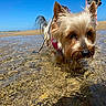dog, small_dog, water, beach, shallow_water, sunny, outdoor, pet, animal, fur, wet, sand, leash, person, legs, blue_sky, daytime, nature, walking, canine