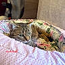 cat, tabby_cat, pet, animal, sleeping, resting, curled_up, green_eyes, whiskers, fur, floral_bed, pet_bed, pink_blanket, polka_dots, cozy, indoor, chair, home, portrait, nap