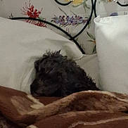 Roxane a rejoint le concours — aidez-le/la à gagner de superbes lots ! dog, blanket, bed, pillow, floral_wallpaper, fur, sleeping, cozy, indoor, brown, white, resting, curled_up, pet, animal, headboard, comfort, home, quiet, soft