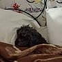 dog, blanket, bed, pillow, floral_wallpaper, fur, sleeping, cozy, indoor, brown, white, resting, curled_up, pet, animal, headboard, comfort, home, quiet, soft