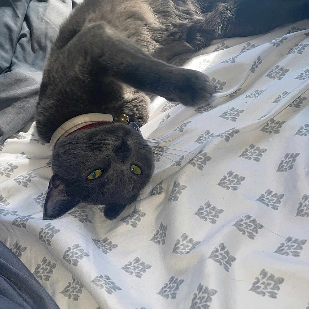 Lola is registered to the contest to win money with this photo: animal, bed, bedroom, blanket, canine, cat, couch, cushion, dog, furniture, homedecor, indoors, kitten, linen, person, pet, puppy, quilt, room, sleeping