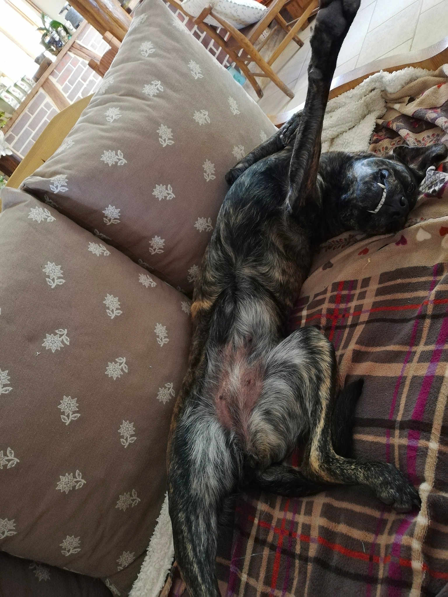 Penelope