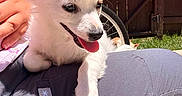 Theo is registered to the contest to win money with this photo: puppy, dog, white_fur, outdoor, sunlight, happy, tongue_out, ears, person, lap, clothing, fence, bicycle_wheel, grass, shadow, pet, cute, animal, resting, closeup