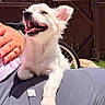 puppy, dog, white_dog, happy, tongue_out, pet, outdoor, sunny, person, lap, fence, bicycle_wheel, grass, cat, animal, smiling, daylight, playful, cute, domestic_animal