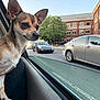 dog, car, window, street, building, tree, daytime, urban, pet, curious, side_view, small_dog, chihuahua, road, parked_car, reflection, sunlight, animal, companion, travel