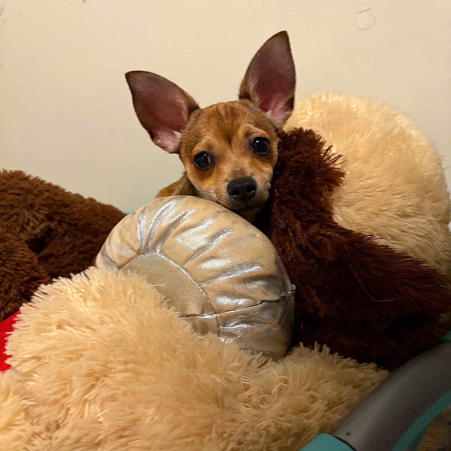 Milo joined the competition — help win amazing prizes! beige, blanket, brown, comfort, cozy, cute, dog, ears, face, fur, furniture, home, indoor, pet, pillow, puppy, relaxing, resting, small_dog, snuggle