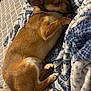 dog, sleeping, blanket, bed, plush_toy, indoor, cozy, brown_fur, small_dog, resting, comfort, soft_texture, curled_up, pet, relaxation, furniture, fabric, quiet, napping, home