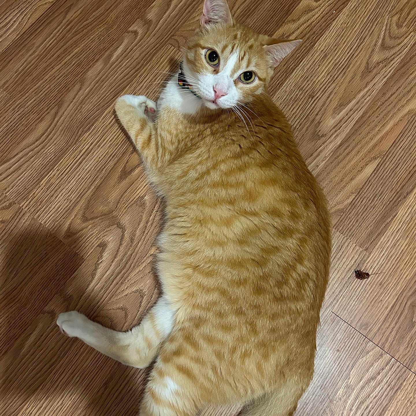 Meechi is registered to the contest to win money with this photo: abyssinian, animal, bee, cat, hardwood, honeybee, indoors, insect, interiordesign, invertebrate, kitten, manx, pet, plywood, stainedwood, wood