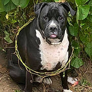 Hyde is registered to the contest to win money with this photo: dog, black_and_white, vine, leaves, greenery, outdoor, sitting, animal, pet, nature, collar, ground, dirt, tongue_out, cute, portrait, canine, leafy, plant, fur