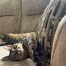 animal, cat, couch, cozy, curtains, domestic_animal, feline, fur, home, indoor, living_room, paw, pet, relaxing, resting, sofa, stretching, striped, tabby_cat, window_light