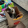 carpet, cat, colorful_tablecloth, cozy, curious, domestic_animal, ears, flooring, furniture, household, indoor, living_room, looking_up, mcdonalds, paper_bag, pet, playful, tabby_cat, table, whiskers